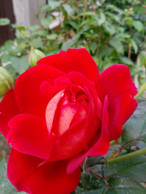  - Gradina iunie 2019