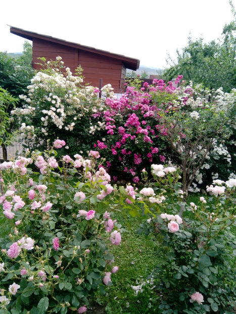  - Gradina iunie 2019