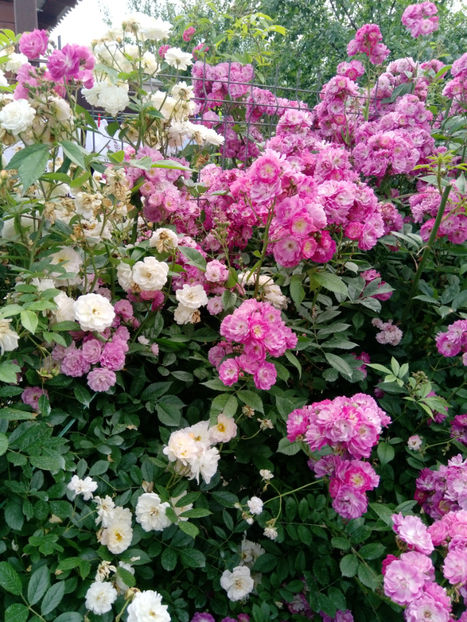  - Gradina iunie 2019