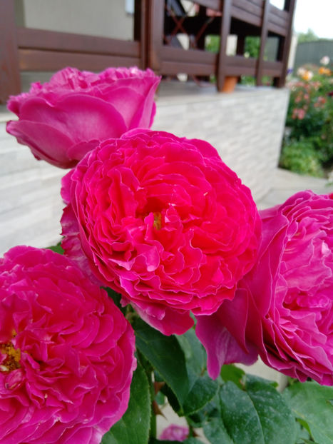  - Gradina iunie 2019