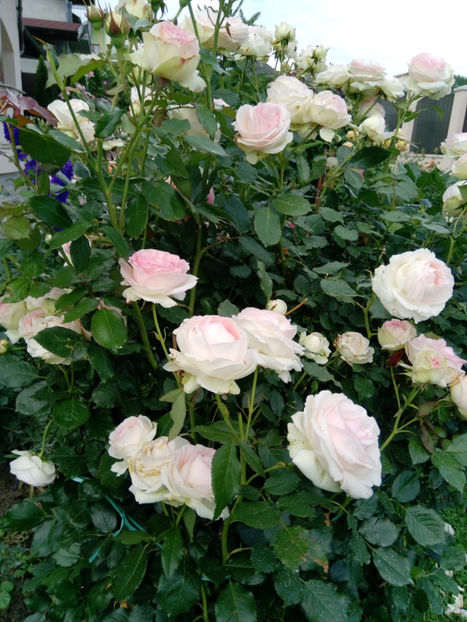  - Gradina iunie 2019