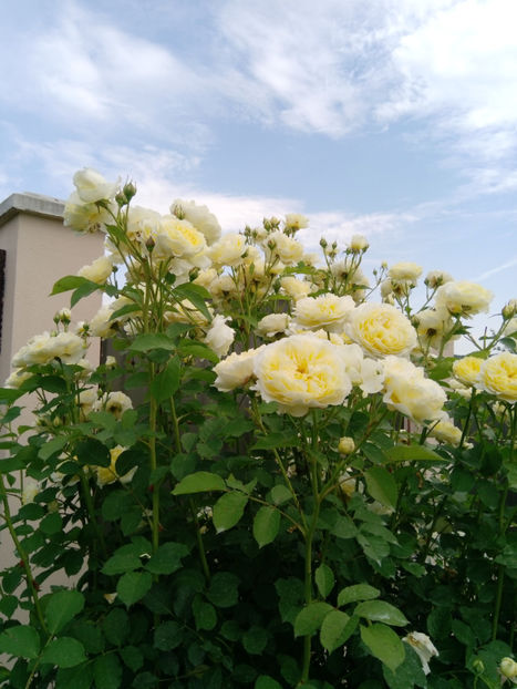  - Gradina iunie 2019