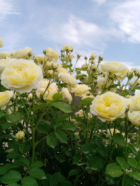  - Gradina iunie 2019