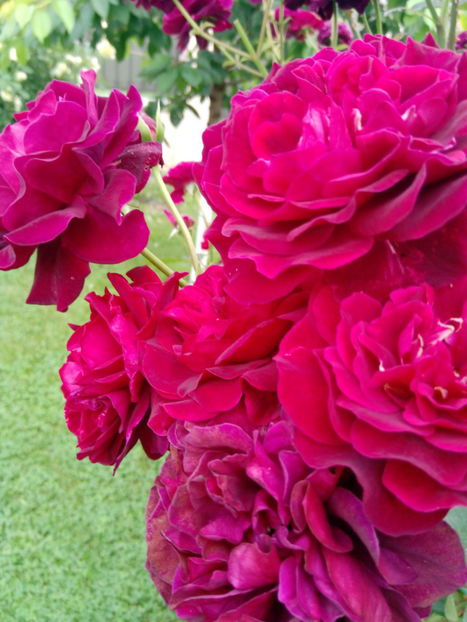  - Gradina iunie 2019