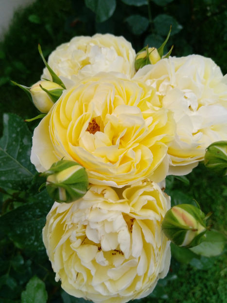  - Gradina iunie 2019