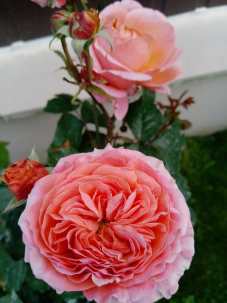  - Gradina iunie 2019