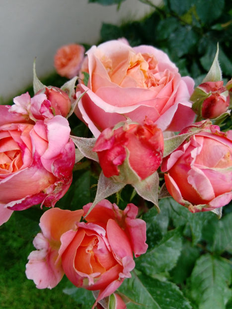  - Gradina iunie 2019