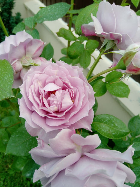  - Gradina iunie 2019