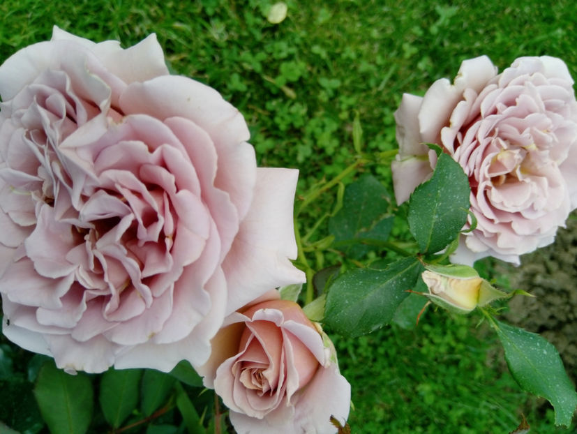  - Gradina iunie 2019