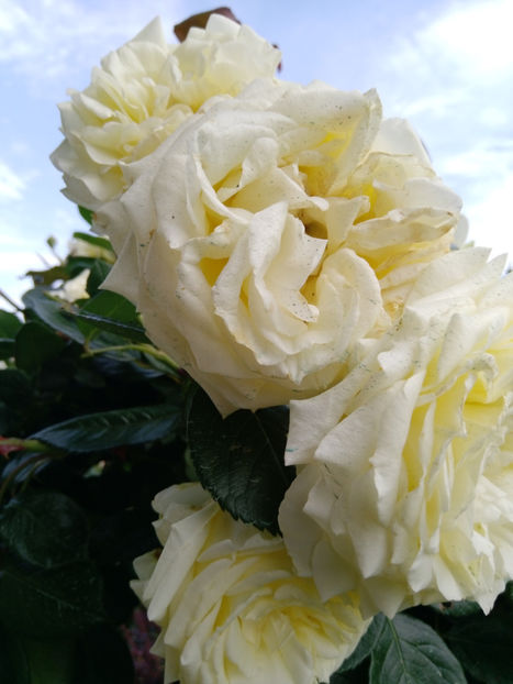  - Gradina iunie 2019