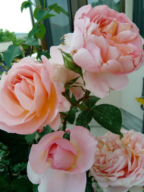  - Gradina iunie 2019