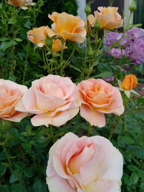  - Gradina iunie 2019