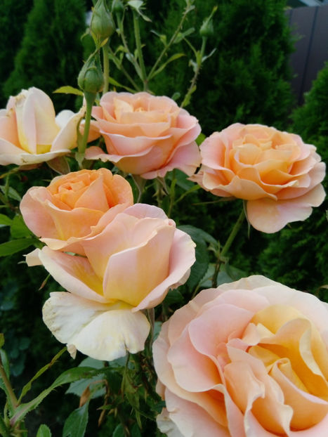  - Gradina iunie 2019