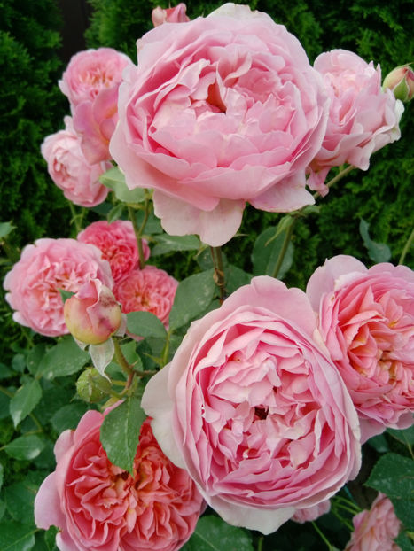  - Gradina iunie 2019