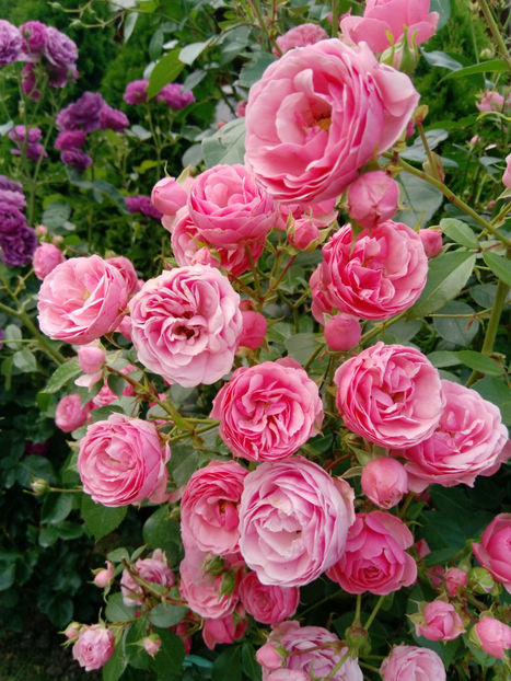  - Gradina iunie 2019