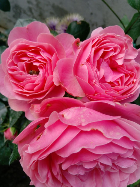  - Gradina iunie 2019