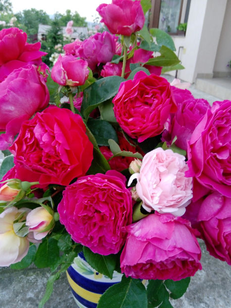  - Gradina iunie 2019