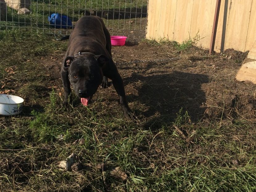 catelusa pitbull - 6-Paznicii curti