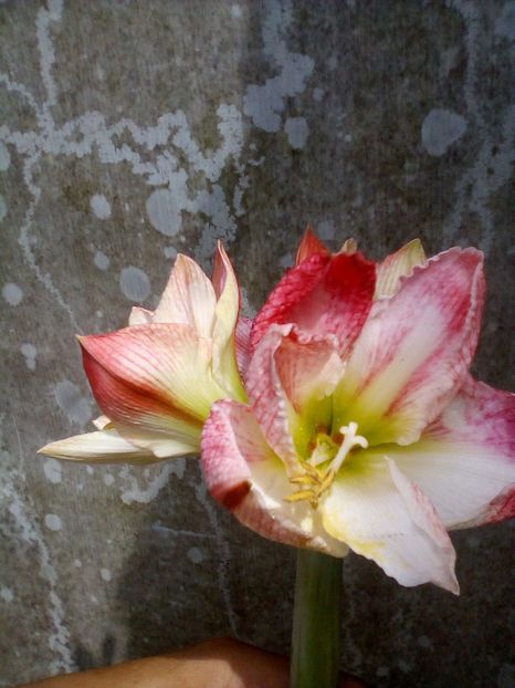 Apple blossom - Hippeastrum-Amarilis