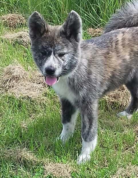 Akita Inu Japonez - Akita Inu