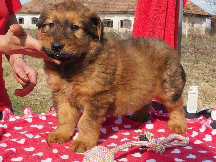 Briard Agron - BRIARD Ciobanesc de BRIE