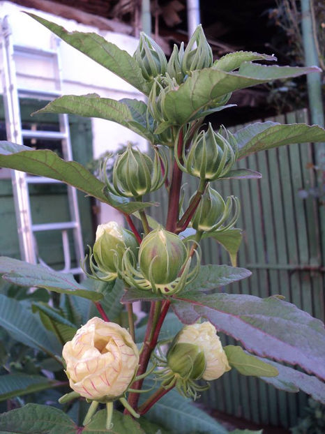 aug.2018 - Moscheutos Summerific