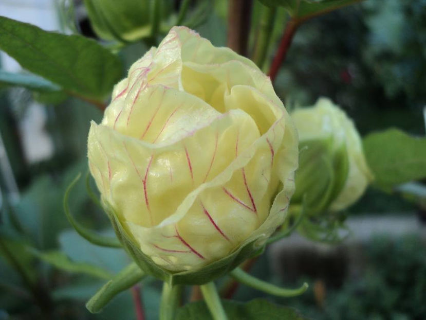  - Moscheutos Summerific