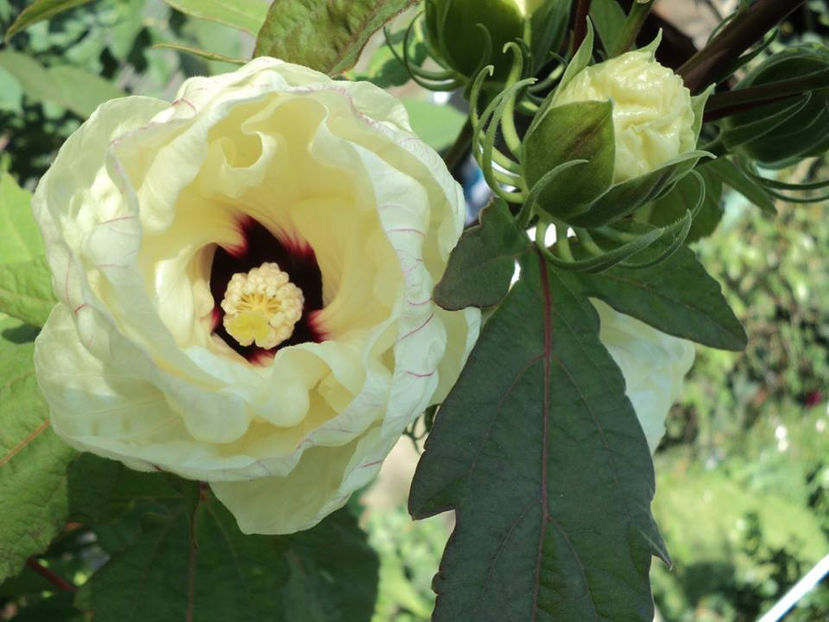  - Moscheutos Summerific