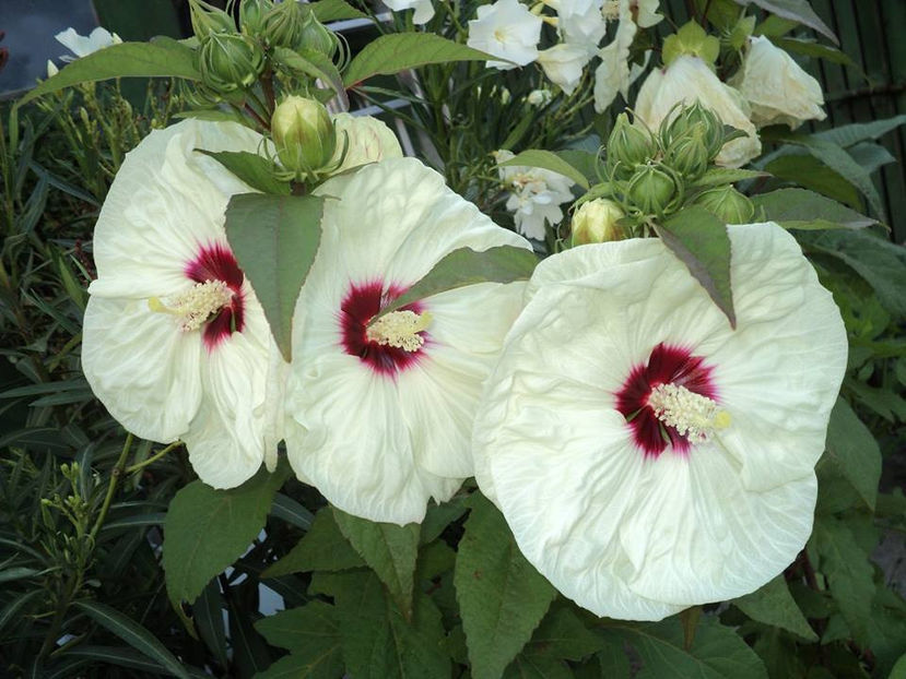  - Moscheutos Summerific