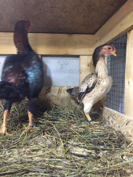 Tosa chibi - Yamato gunkei