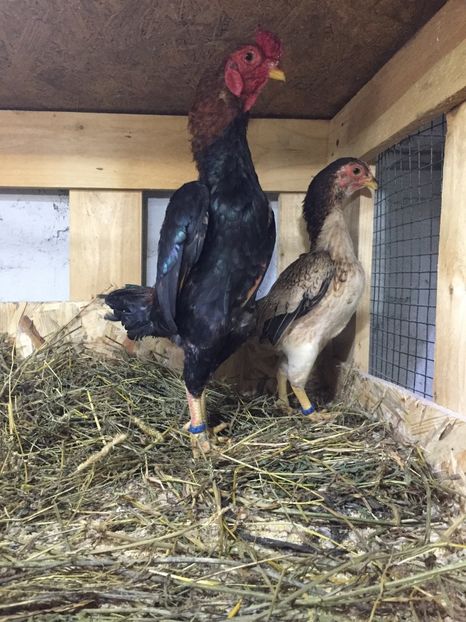 Tosa chibi - Yamato gunkei