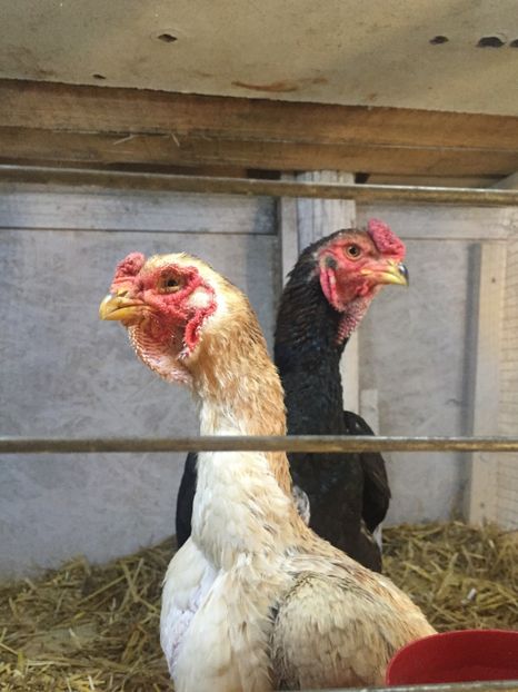 Yamato gunkei - Yamato gunkei