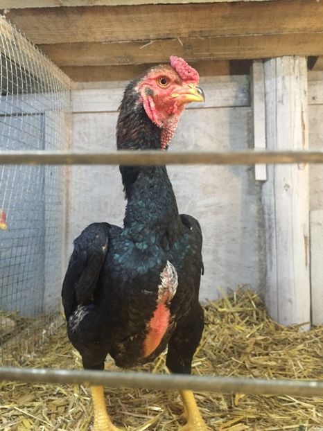 Yamato gunkei - Yamato gunkei