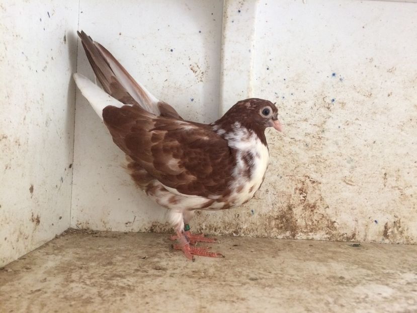  - 2-lot zbor pana simpla 2019