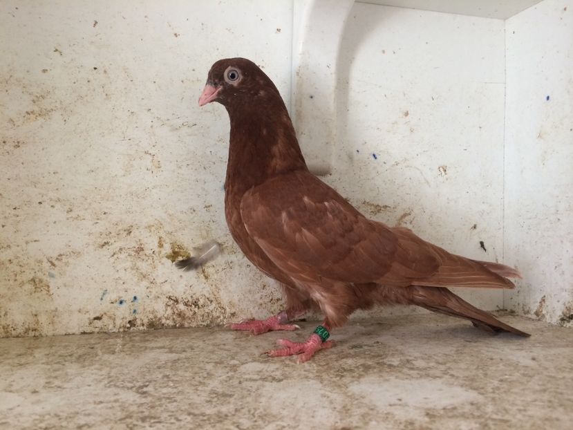 755619 - 2-lot zbor pana simpla 2019