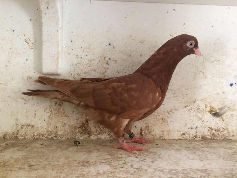  - 2-lot zbor pana simpla 2019