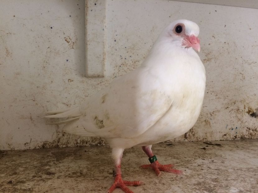 756819 - 2-lot zbor pana simpla 2019