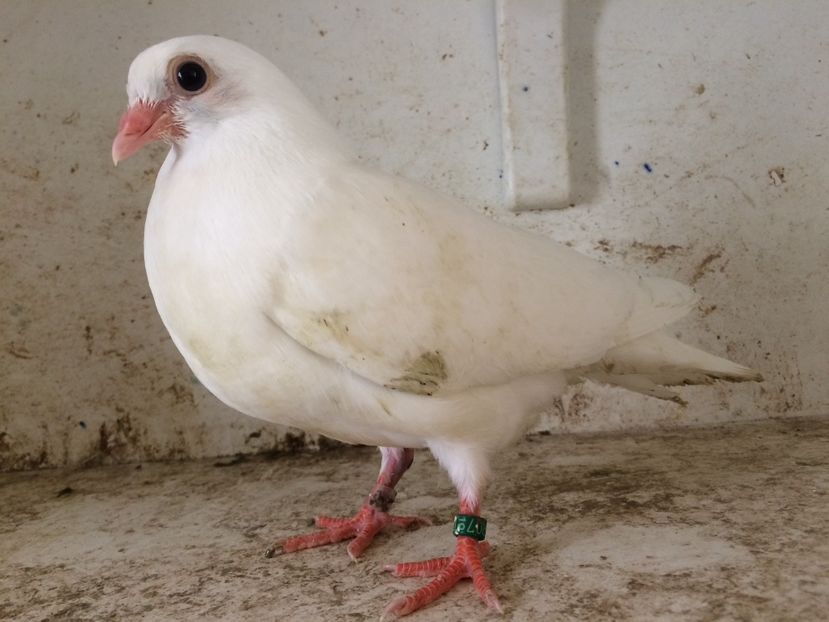  - 2-lot zbor pana simpla 2019