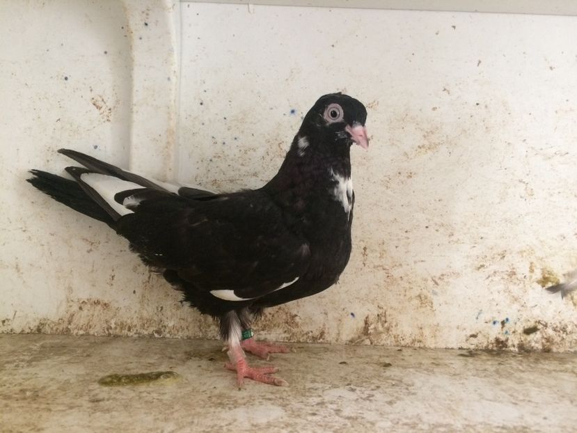 755819 - 2-lot zbor pana simpla 2019