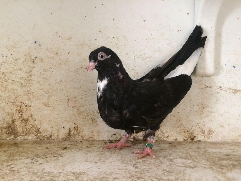  - 2-lot zbor pana simpla 2019