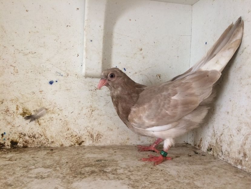 754819 - 2-lot zbor pana simpla 2019