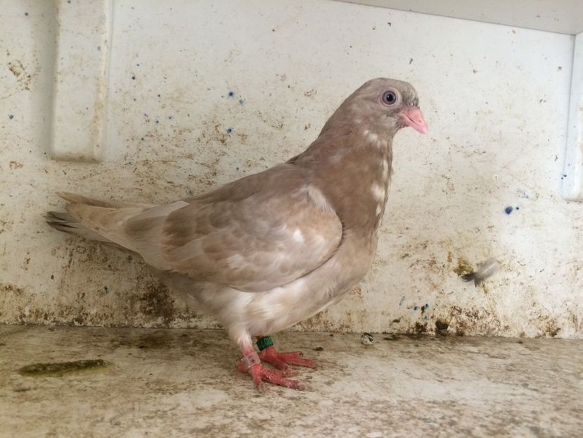  - 2-lot zbor pana simpla 2019