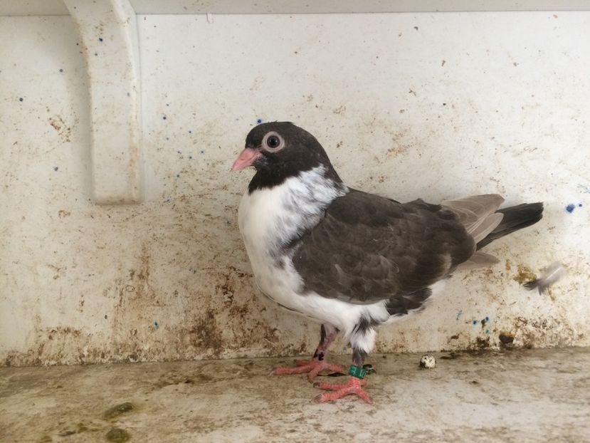 757119 - 2-lot zbor pana simpla 2019