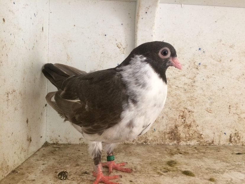  - 2-lot zbor pana simpla 2019