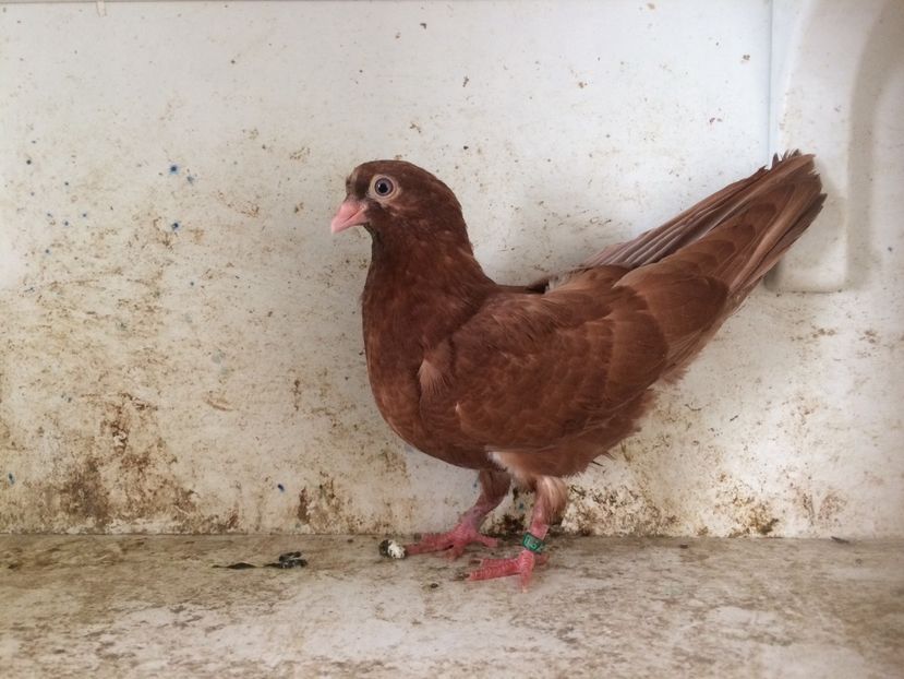 755519 - 2-lot zbor pana simpla 2019