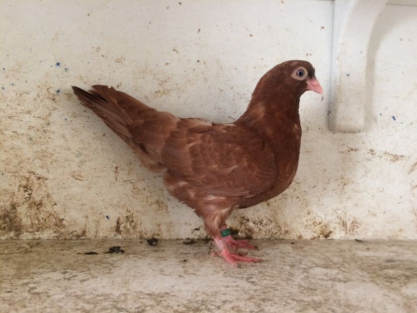  - 2-lot zbor pana simpla 2019