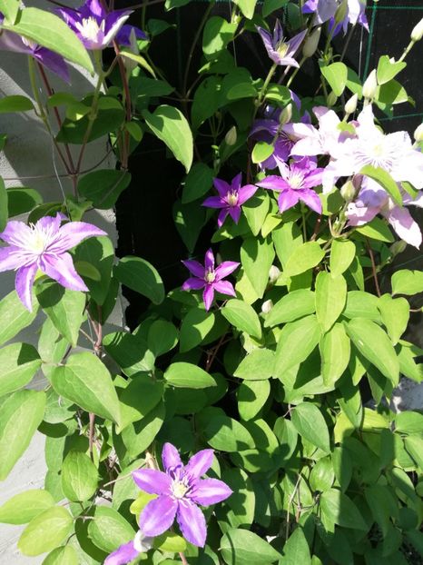  - Clematis