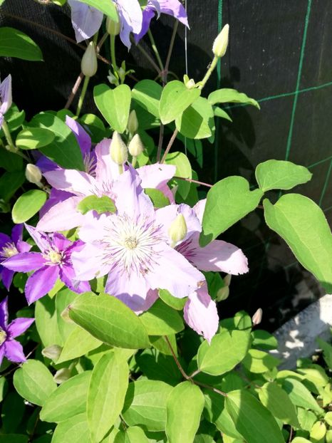  - Clematis