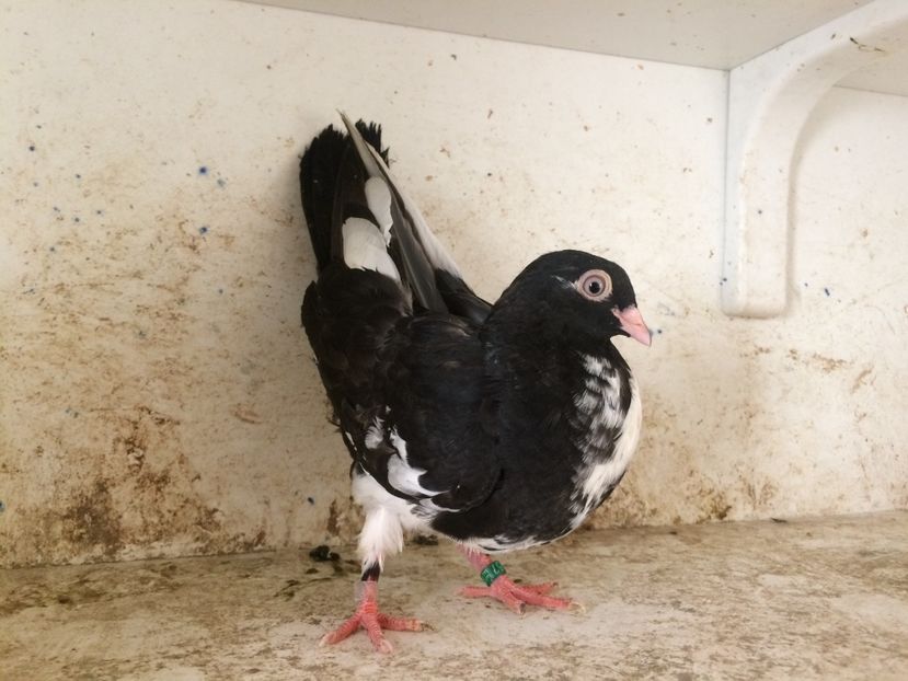  - 2-lot zbor pana simpla 2019