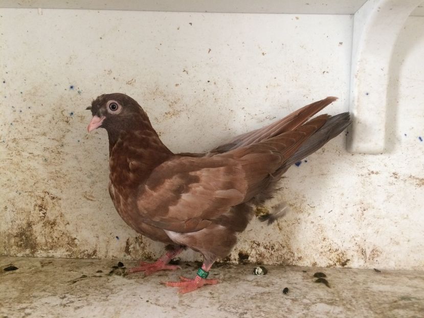 754719 - 2-lot zbor pana simpla 2019